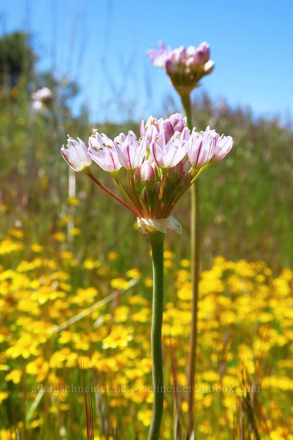 Howell's onion (Allium howellii var. howellii) [Wells Ranch Road, Carrizo Plain National Monument, San Luis Obispo County, California]