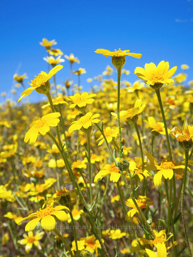 hillside daisies (Monolopia lanceolata) [Wells Ranch Road, Carrizo Plain National Monument, San Luis Obispo County, California]