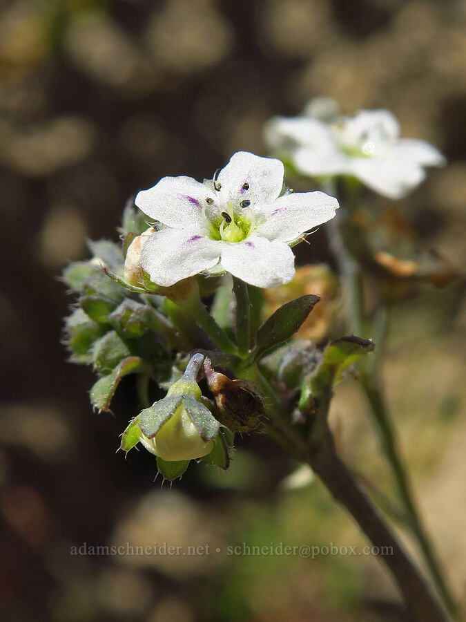 white fiesta-flower (Pholistoma membranaceum) [Wells Ranch Road, Carrizo Plain National Monument, San Luis Obispo County, California]