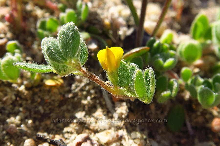 deer-vetch (which?) (Acmispon sp. (Lotus sp.)) [Wells Ranch Road, Carrizo Plain National Monument, San Luis Obispo County, California]