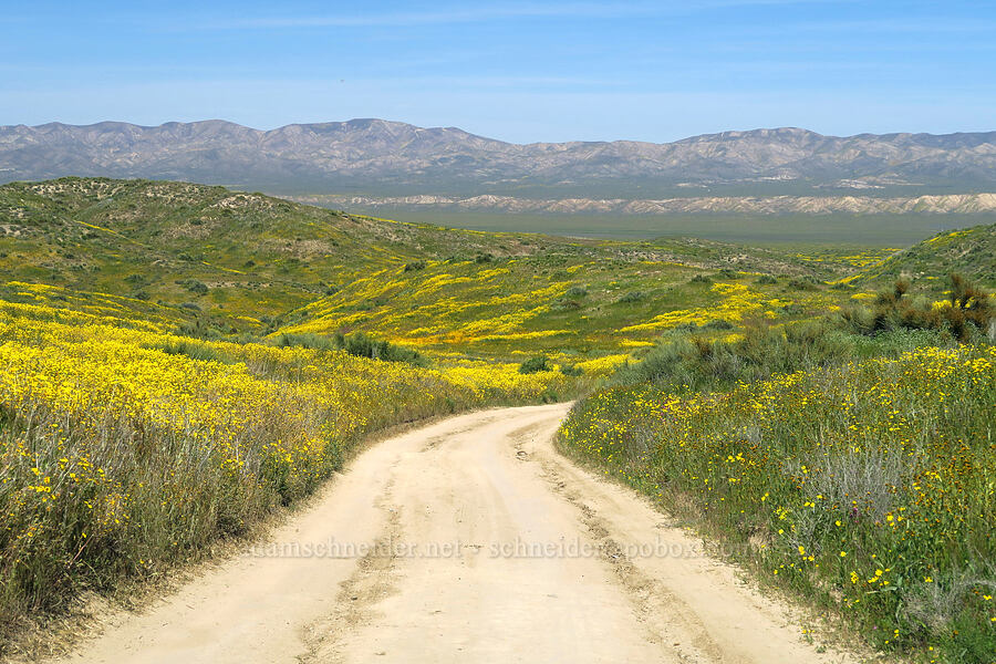 road through wildflowers [Wells Ranch Road, Carrizo Plain National Monument, San Luis Obispo County, California]