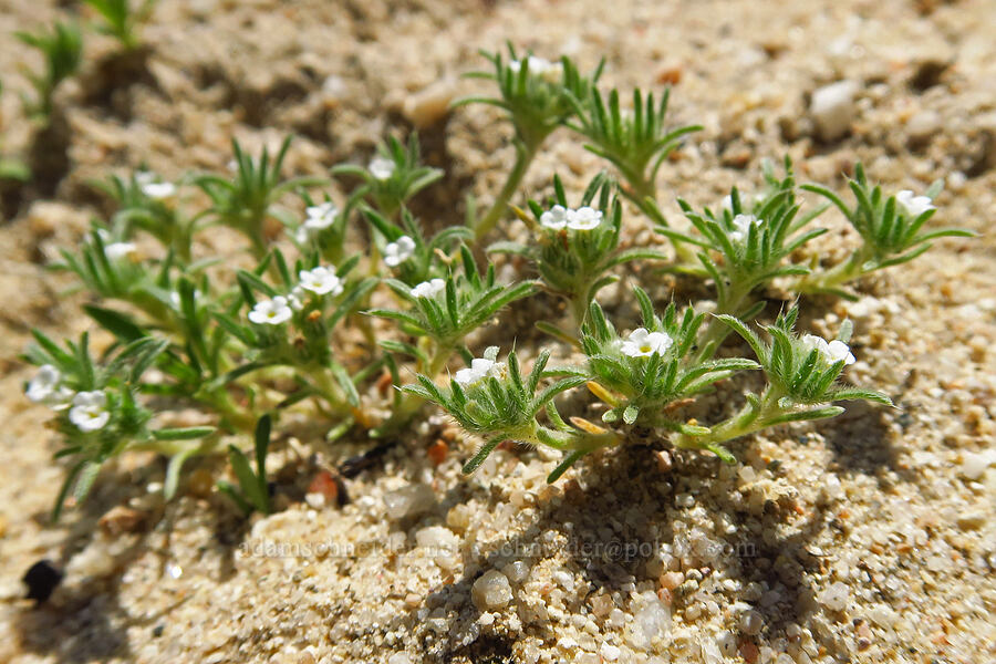 cushion cryptantha (Greeneocharis circumscissa var. circumscissa (Cryptantha circumscissa var. circumscissa)) [Wells Ranch Road, Carrizo Plain National Monument, San Luis Obispo County, California]