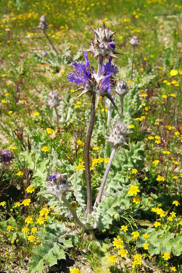 thistle sage & gold-fields (Salvia carduacea, Lasthenia sp.) [Wells Ranch Road, Carrizo Plain National Monument, San Luis Obispo County, California]