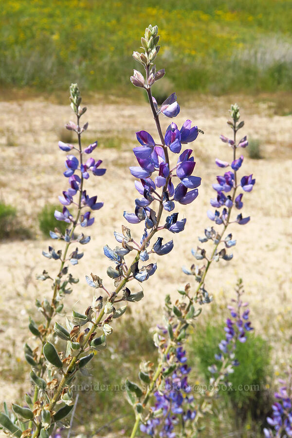 silver bush lupine (Lupinus albifrons) [Wells Ranch Road, Carrizo Plain National Monument, San Luis Obispo County, California]