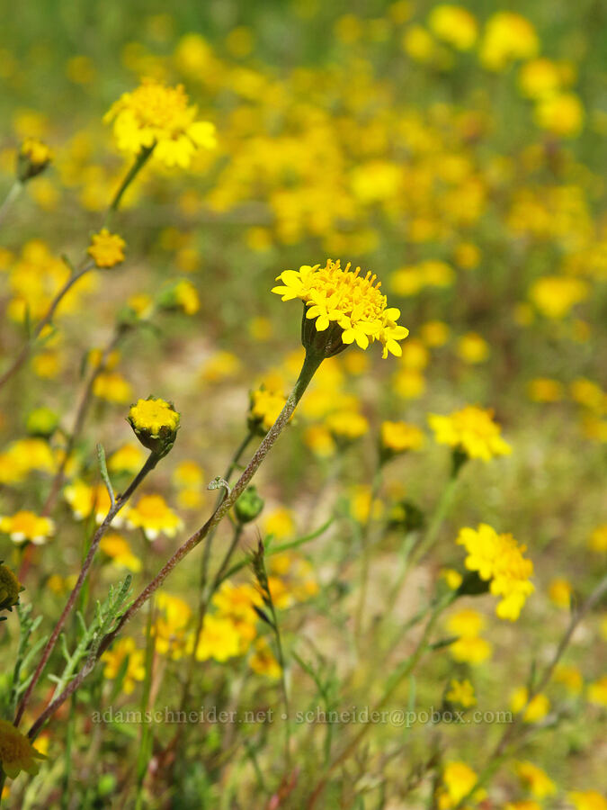 yellow pincushion (Chaenactis glabriuscula) [Wells Ranch Road, Carrizo Plain National Monument, San Luis Obispo County, California]