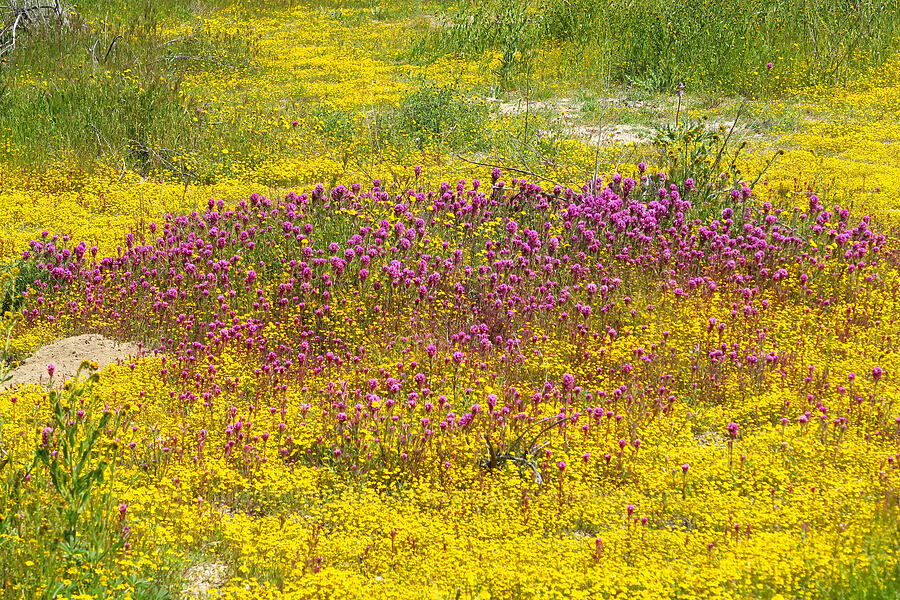 purple owl's-clover & gold-fields (Castilleja exserta (Orthocarpus exsertus), Lasthenia sp.) [Wells Ranch Road, Carrizo Plain National Monument, San Luis Obispo County, California]