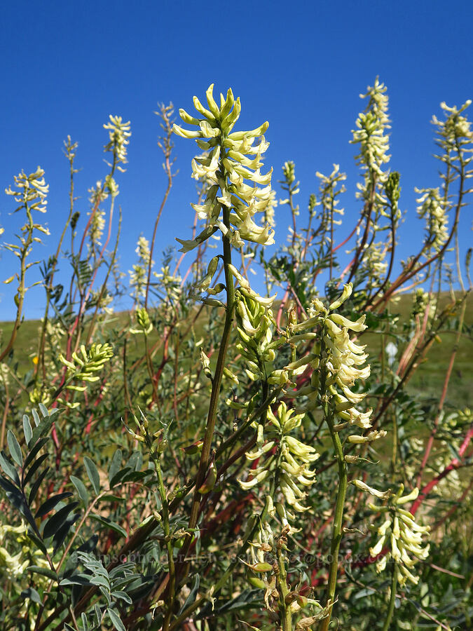 Stanislaus milk-vetch (Astragalus oxyphysus) [Highway 58, Kern County, California]