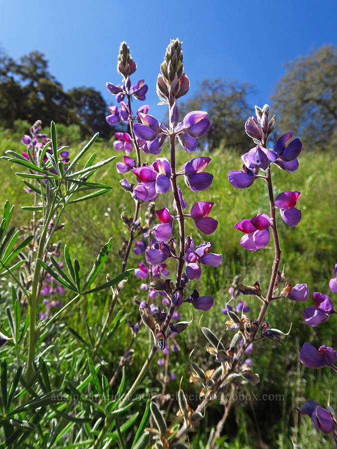 silver bush lupine (Lupinus albifrons) [Highway 58, San Luis Obispo County, California]