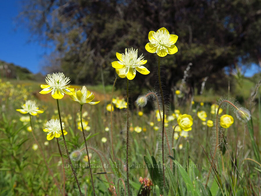 cream-cups (Platystemon californicus) [Highway 58, San Luis Obispo County, California]