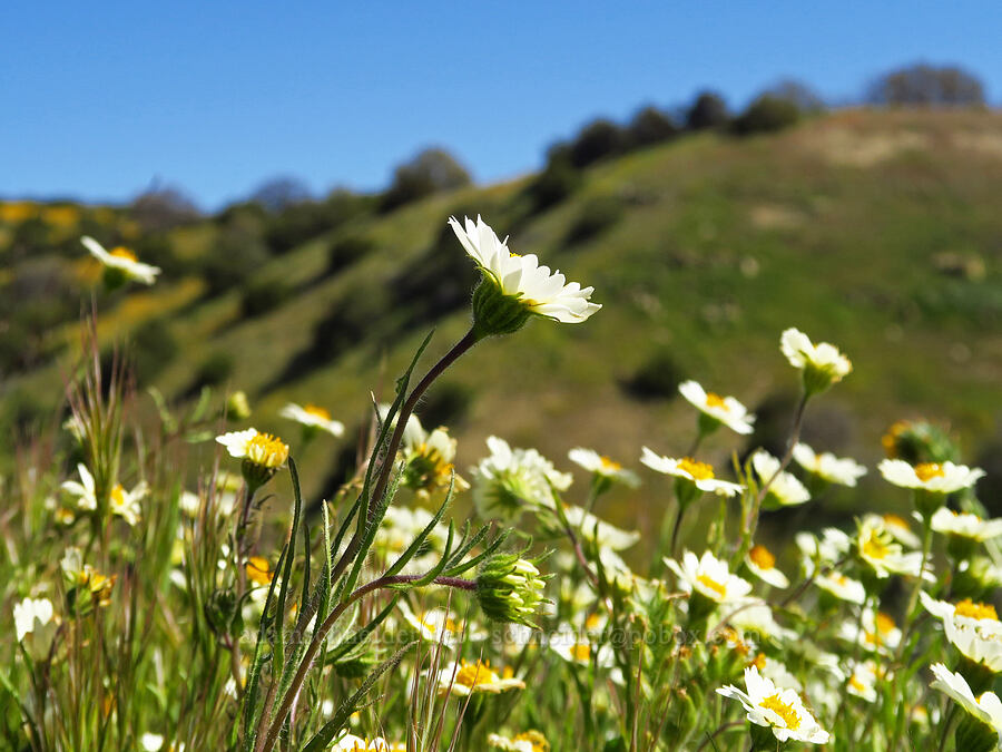 white Sierra tidy-tips (Layia pentachaeta ssp. albida) [Highway 58, San Luis Obispo County, California]