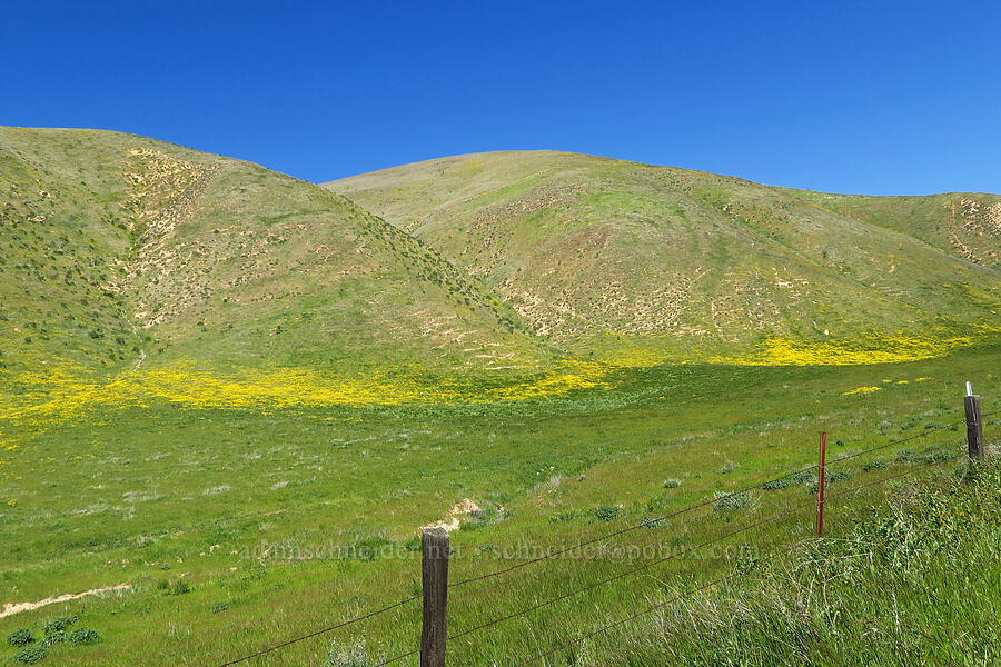 wildflowers [Highway 58, San Luis Obispo County, California]