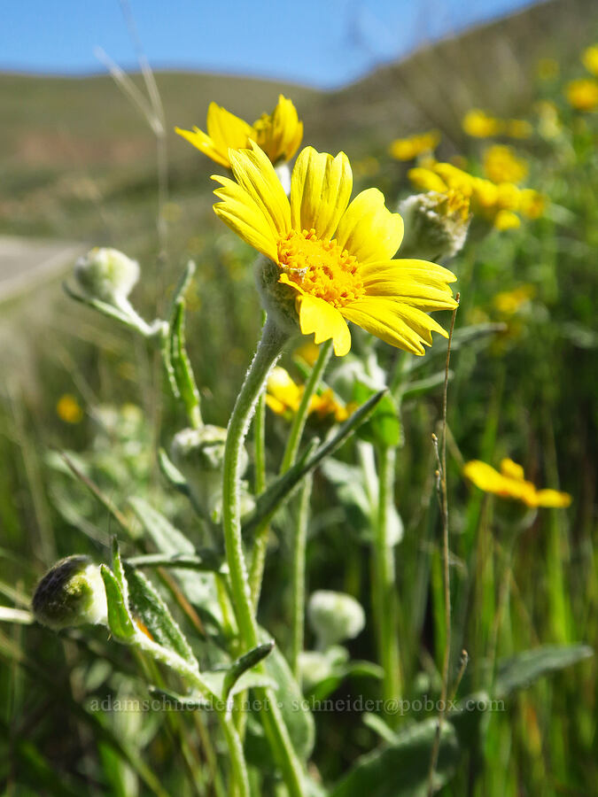 hillside daisies (Monolopia lanceolata) [Highway 58, San Luis Obispo County, California]