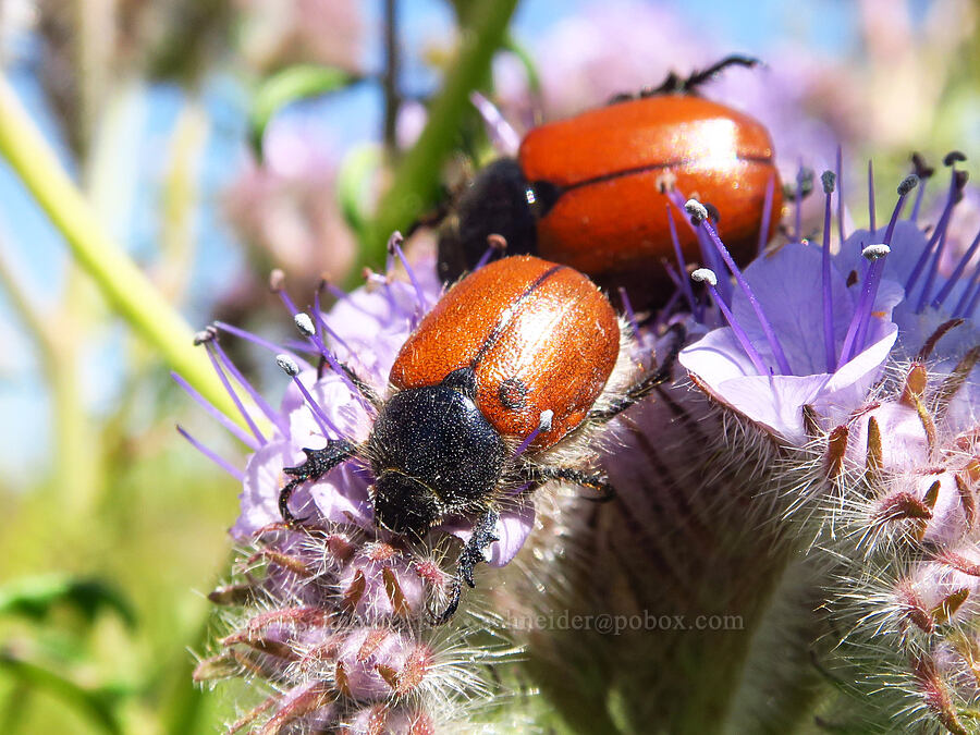 little-bear scarab beetles on lacy phacelia (Paracotalpa ursina, Phacelia tanacetifolia) [Wallace Creek Trail, Carrizo Plain National Monument, San Luis Obispo County, California]