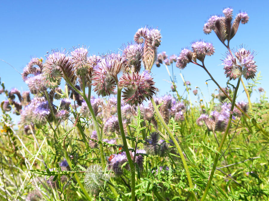 lacy phacelia (Phacelia tanacetifolia) [Wallace Creek Trail, Carrizo Plain National Monument, San Luis Obispo County, California]