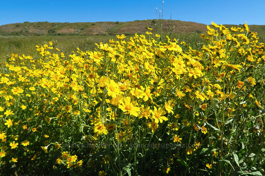 hillside daisies (Monolopia lanceolata) [Wallace Creek Trail, Carrizo Plain National Monument, San Luis Obispo County, California]