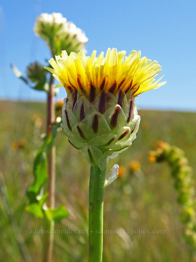 snake's-head desert-dandelion (Malacothrix coulteri) [Wallace Creek Trail, Carrizo Plain National Monument, San Luis Obispo County, California]