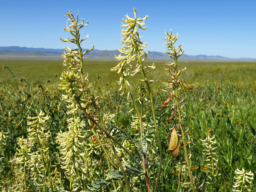 Stanislaus milk-vetch (Astragalus oxyphysus) [Wallace Creek Trail, Carrizo Plain National Monument, San Luis Obispo County, California]