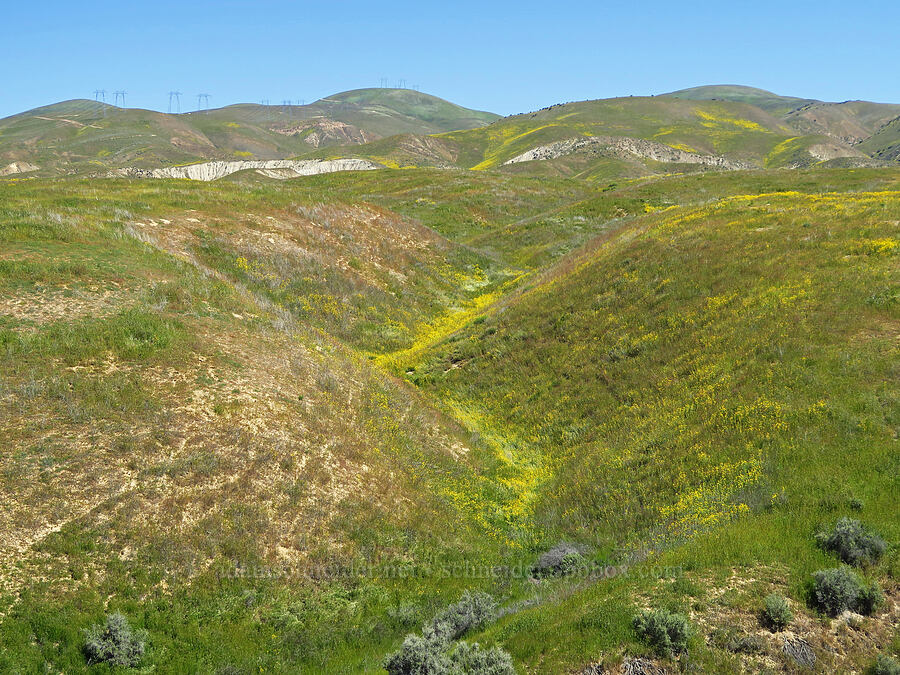 wildflowers [Wallace Creek Trail, Carrizo Plain National Monument, San Luis Obispo County, California]