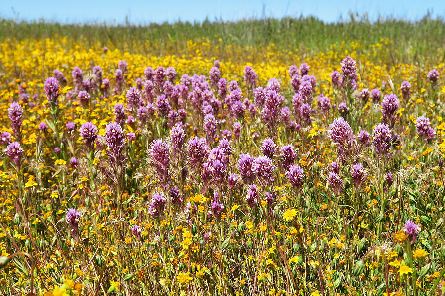 purple owl's-clover & gold-fields (Castilleja exserta var. exserta (Orthocarpus exsertus), Lasthenia sp.) [Simmler Road, Carrizo Plain National Monument, San Luis Obispo County, California]