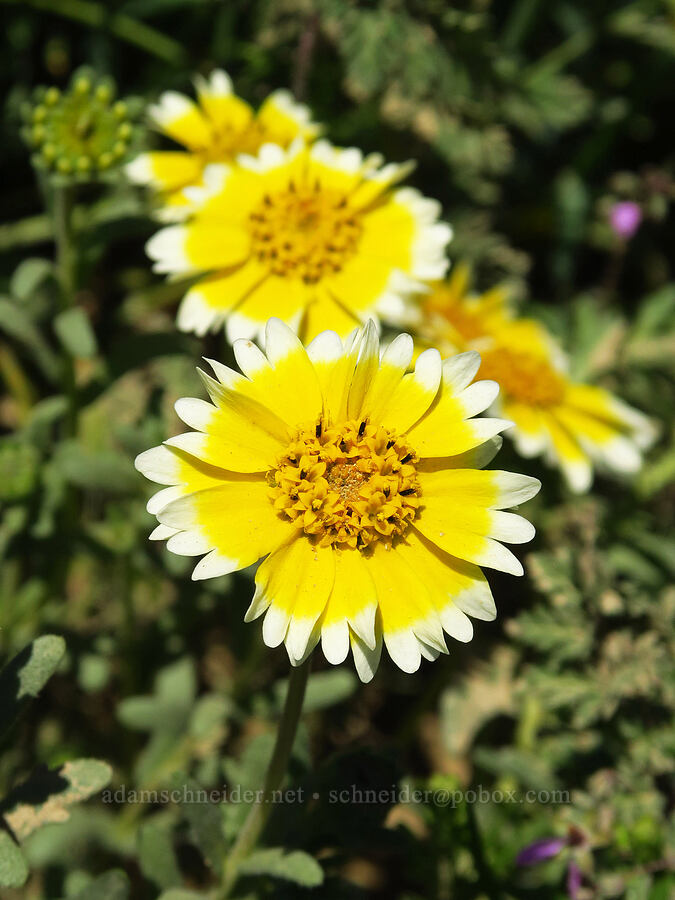 coastal tidy-tips (Layia platyglossa) [Simmler Road, Carrizo Plain National Monument, San Luis Obispo County, California]