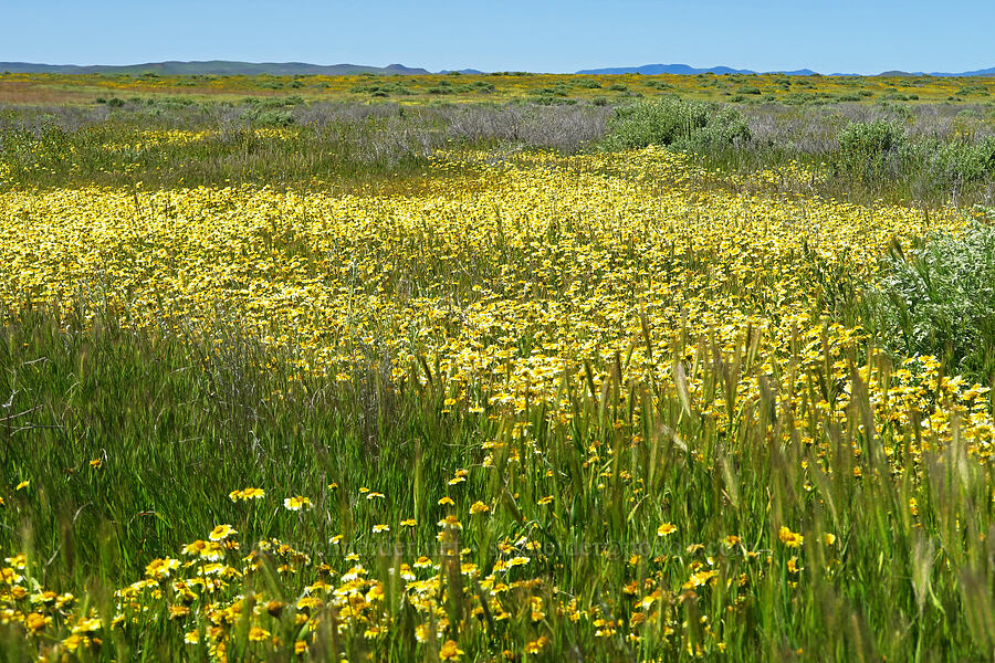 tidy-tips (which?) (Layia sp.) [Simmler Road, Carrizo Plain National Monument, San Luis Obispo County, California]