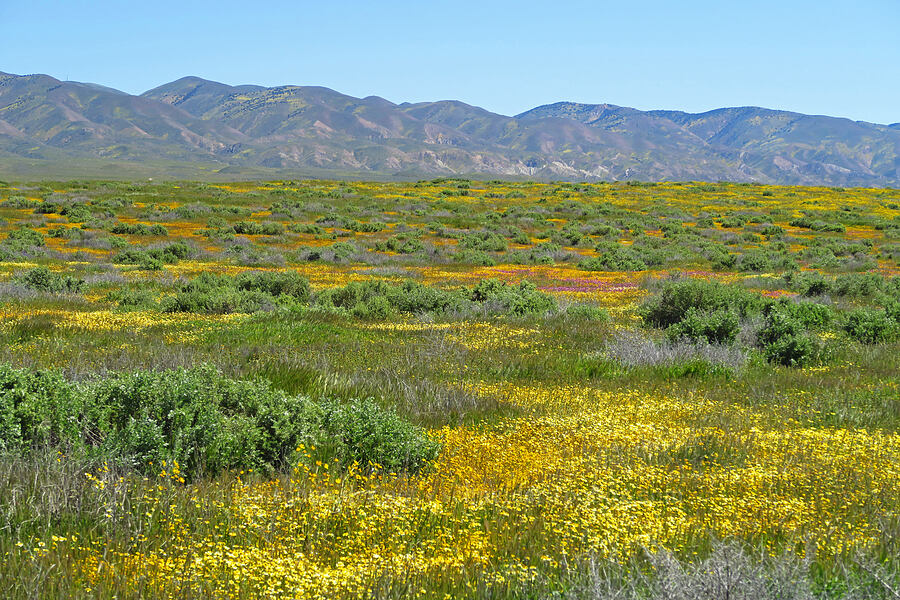 Temblor Range & wildflowers [Simmler Road, Carrizo Plain National Monument, San Luis Obispo County, California]