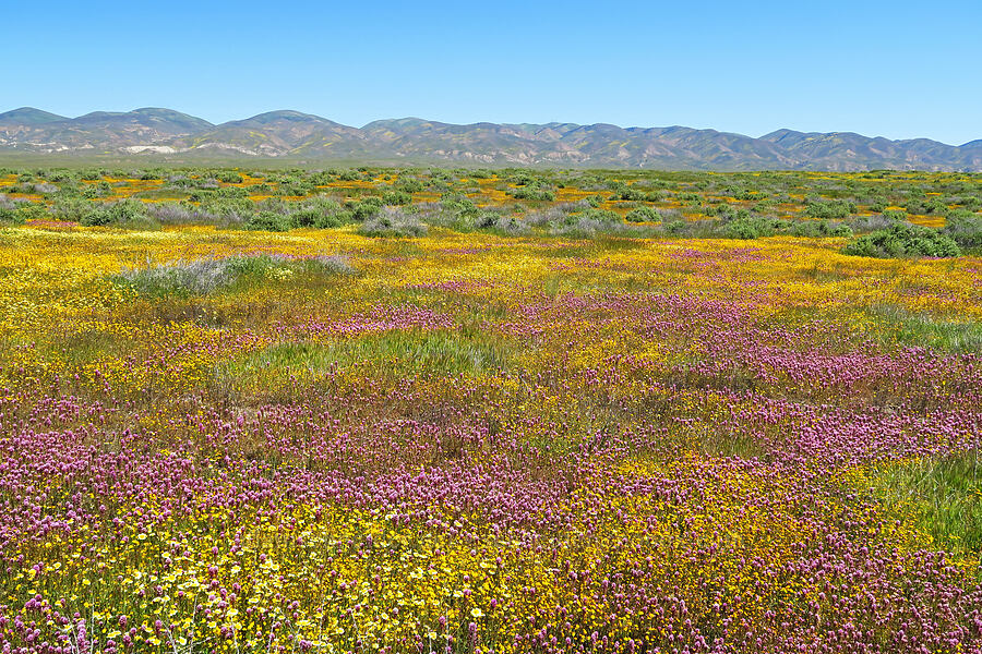 Temblor Range & wildflowers [Simmler Road, Carrizo Plain National Monument, San Luis Obispo County, California]