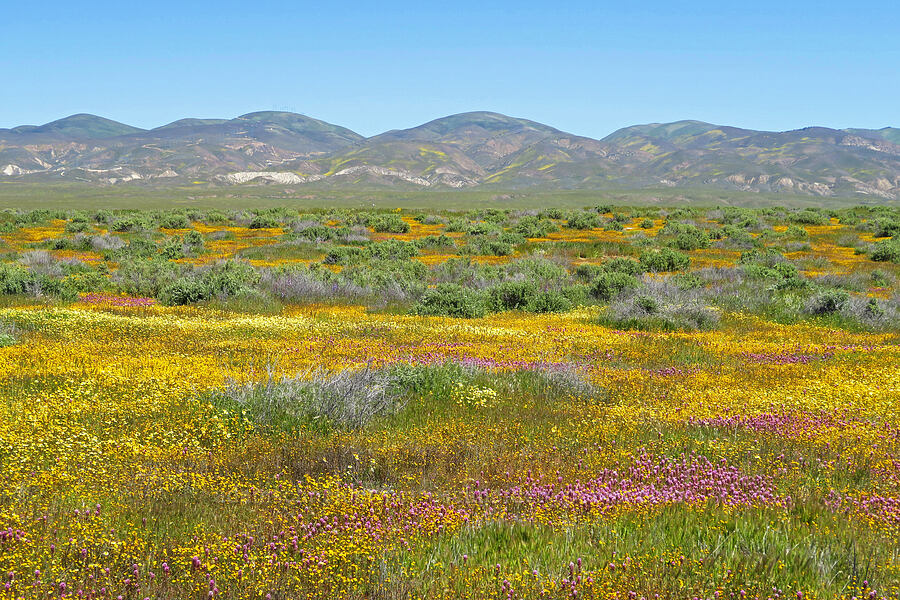 wildflowers [Simmler Road, Carrizo Plain National Monument, San Luis Obispo County, California]