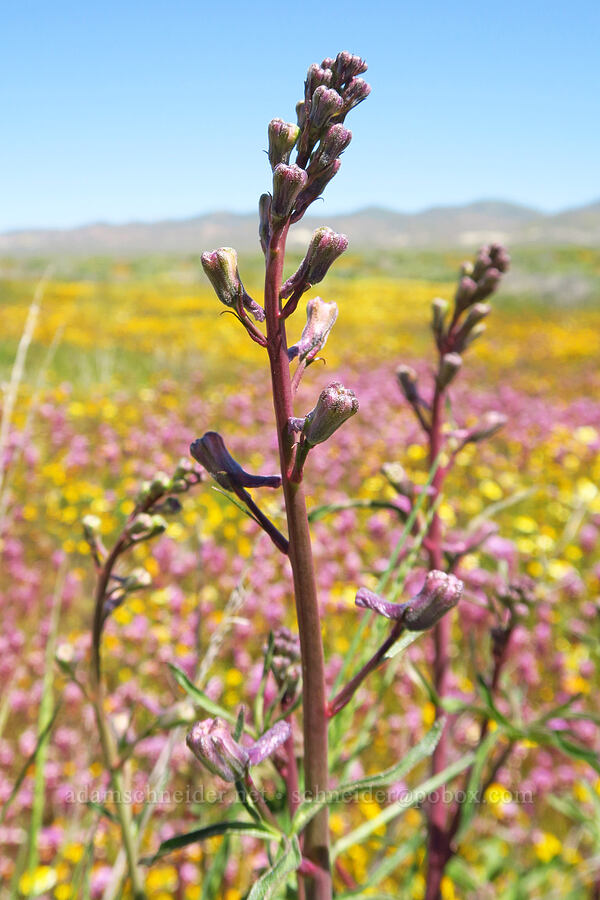 Byron/recurved larkspur, budding (Delphinium recurvatum) [Simmler Road, Carrizo Plain National Monument, San Luis Obispo County, California]