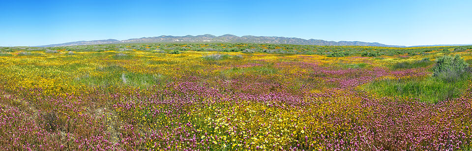 wildflower panorama [Simmler Road, Carrizo Plain National Monument, San Luis Obispo County, California]