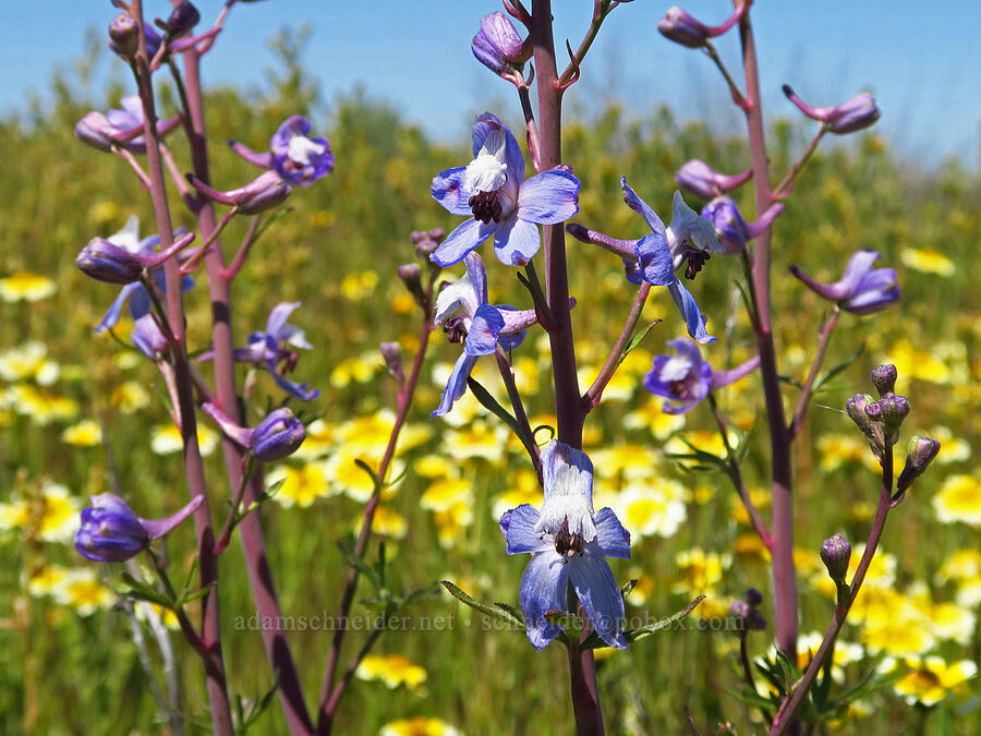 Byron/recurved larkspur (Delphinium recurvatum) [Simmler Road, Carrizo Plain National Monument, San Luis Obispo County, California]