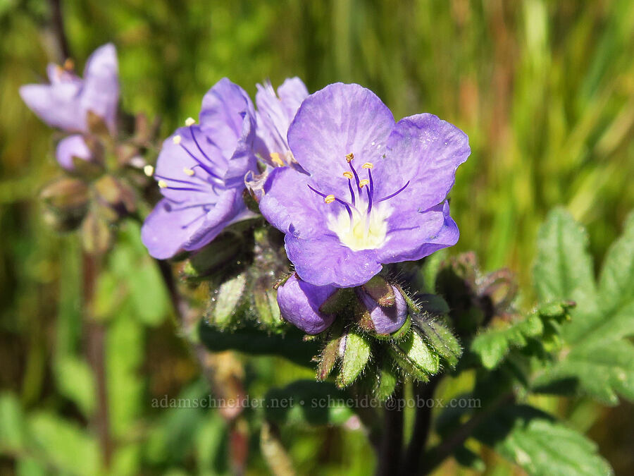 Great Valley phacelia (Phacelia ciliata) [Simmler Road, Carrizo Plain National Monument, San Luis Obispo County, California]