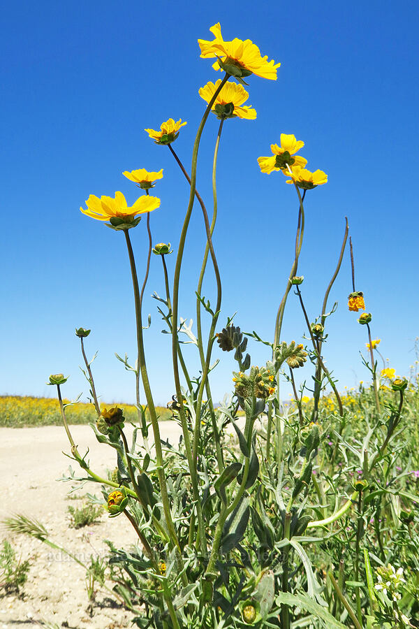 leafy-stem coreopsis (Leptosyne calliopsidea (Coreopsis calliopsidea)) [Simmler Road, Carrizo Plain National Monument, San Luis Obispo County, California]