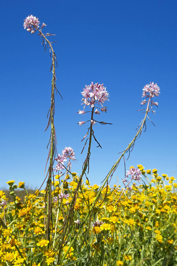 Lemmon's mustard (Caulanthus anceps) [Simmler Road, Carrizo Plain National Monument, San Luis Obispo County, California]