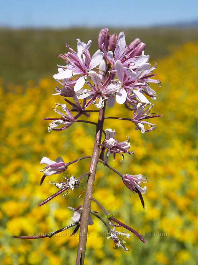 Lemmon's mustard (Caulanthus anceps) [Simmler Road, Carrizo Plain National Monument, San Luis Obispo County, California]