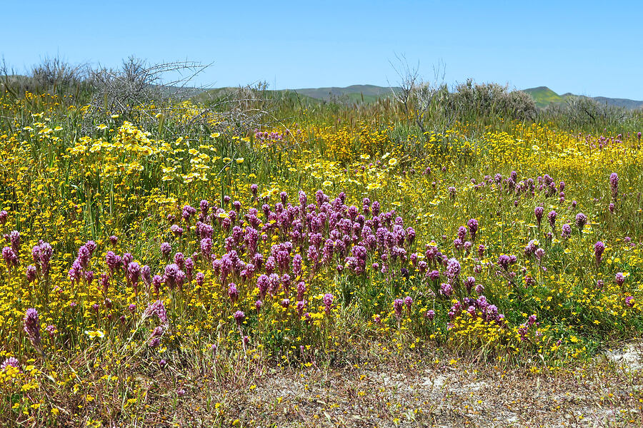 wildflowers [Simmler Road, Carrizo Plain National Monument, San Luis Obispo County, California]