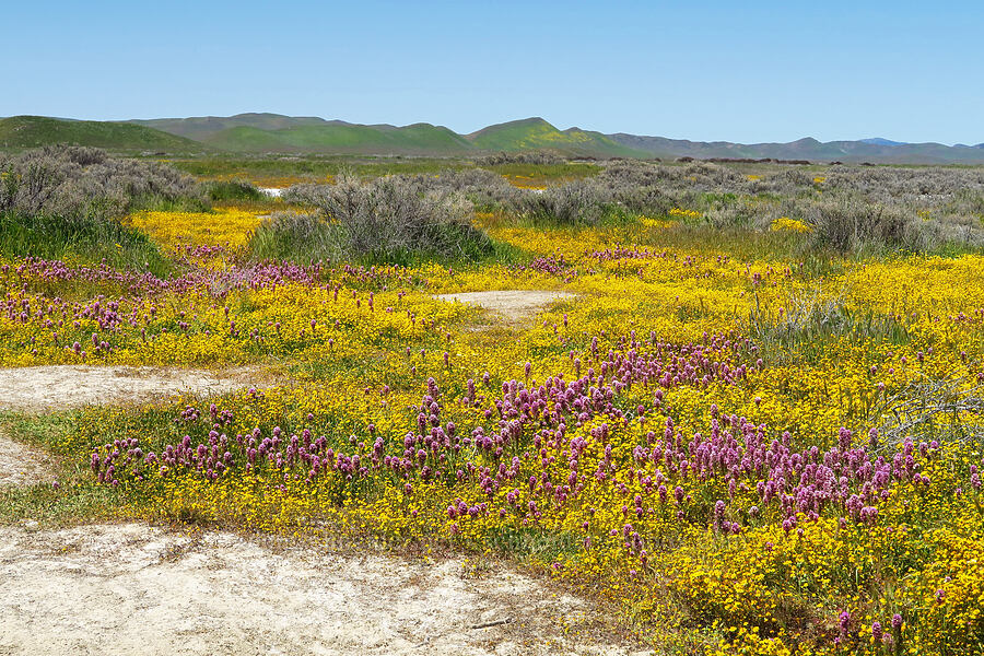 wildflowers [Simmler Road, Carrizo Plain National Monument, San Luis Obispo County, California]