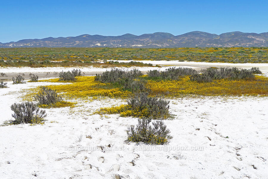 Crum's monolopia & salt (Monolopia stricta) [Simmler Road, Carrizo Plain National Monument, San Luis Obispo County, California]