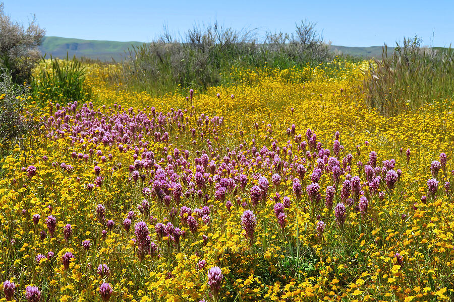 purple owl's-clover & gold-fields (Castilleja exserta var. exserta (Orthocarpus exsertus), Lasthenia sp.) [Simmler Road, Carrizo Plain National Monument, San Luis Obispo County, California]