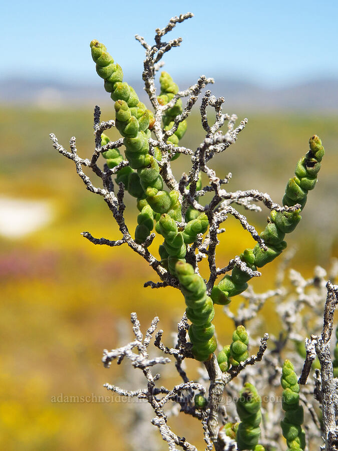 iodine-bush (Allenrolfea occidentalis) [Simmler Road, Carrizo Plain National Monument, San Luis Obispo County, California]