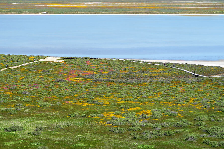 Soda Lake & wildflowers from above [Soda Lake Overlook, Carrizo Plain National Monument, San Luis Obispo County, California]