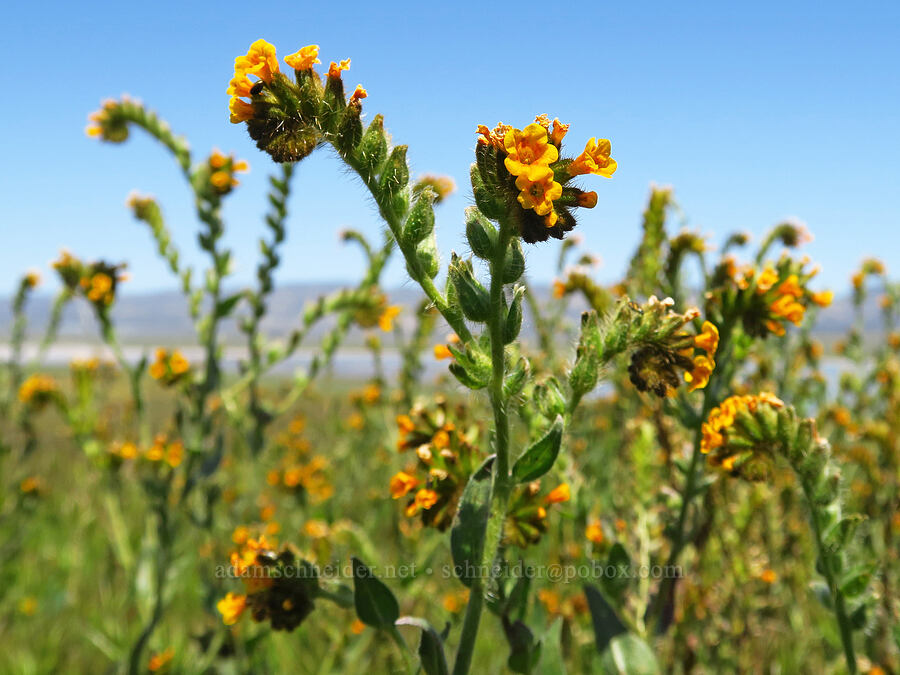 fiddleneck (Amsinckia sp.) [Soda Lake Overlook, Carrizo Plain National Monument, San Luis Obispo County, California]