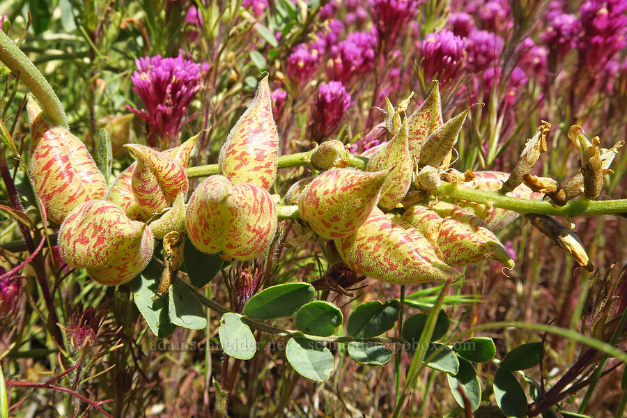 black-hair milk-vetch pods (Astragalus lentiginosus var. nigricalycis) [Selby Road, Carrizo Plain National Monument, San Luis Obispo County, California]