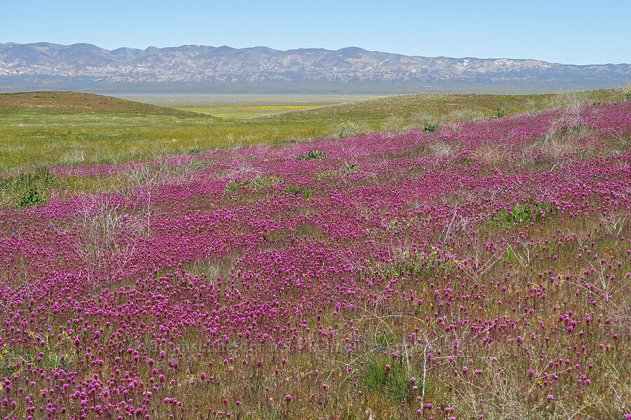 purple owl's-clover (Castilleja exserta var. exserta (Orthocarpus exsertus)) [Selby Road, Carrizo Plain National Monument, San Luis Obispo County, California]