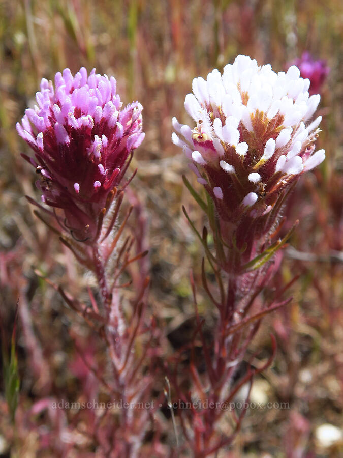 purple owl's-clover, in multiple colors (Castilleja exserta var. exserta (Orthocarpus exsertus)) [Selby Road, Carrizo Plain National Monument, San Luis Obispo County, California]