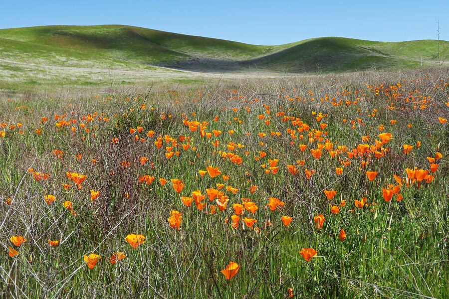 California poppies (Eschscholzia californica) [Selby Road, Carrizo Plain National Monument, San Luis Obispo County, California]