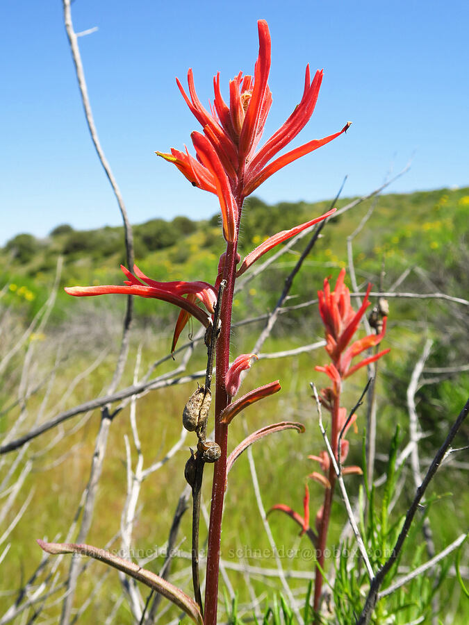 long-leaf paintbrush (Castilleja subinclusa) [Selby Road, Carrizo Plain National Monument, San Luis Obispo County, California]