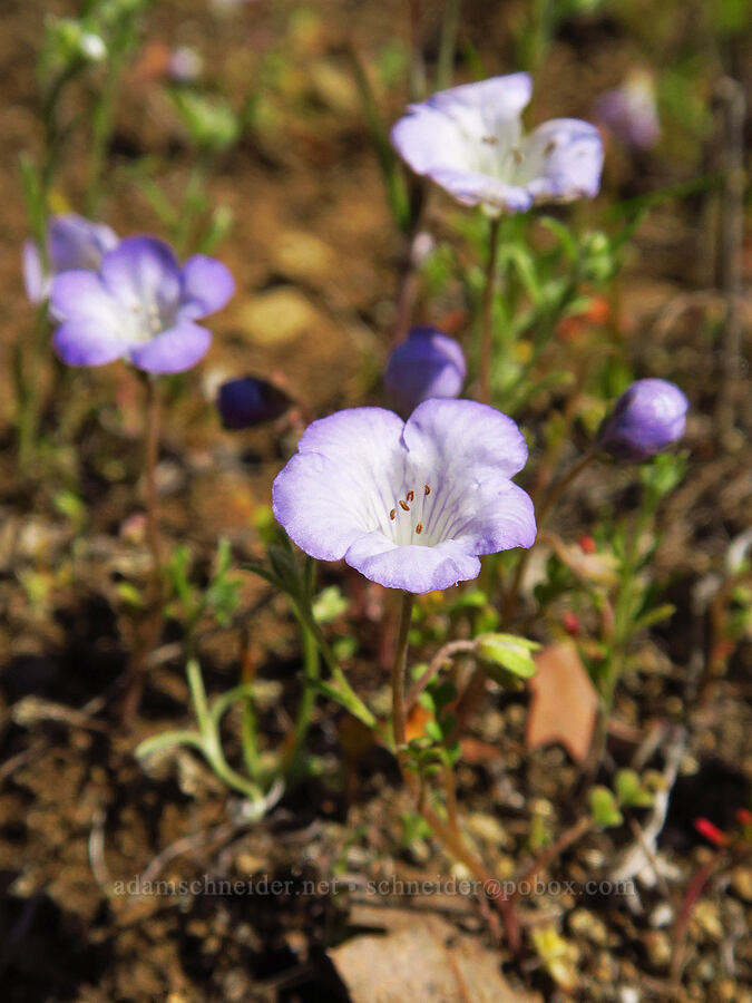 Douglas' phacelia (Phacelia douglasii) [Caliente Mountain Road, Carrizo Plain National Monument, San Luis Obispo County, California]