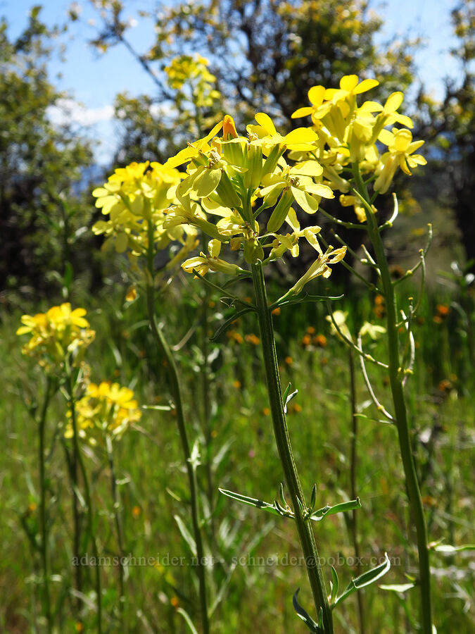 wallflowers (Erysimum sp.) [Caliente Mountain Road, Carrizo Plain National Monument, San Luis Obispo County, California]