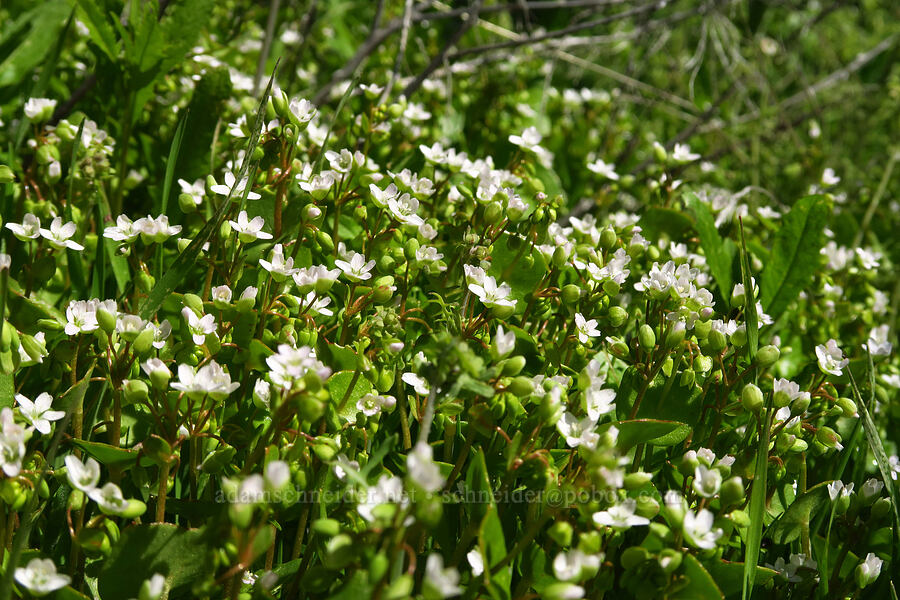 miner's lettuce (Claytonia sp. (Montia sp.)) [Caliente Mountain Road, Carrizo Plain National Monument, San Luis Obispo County, California]